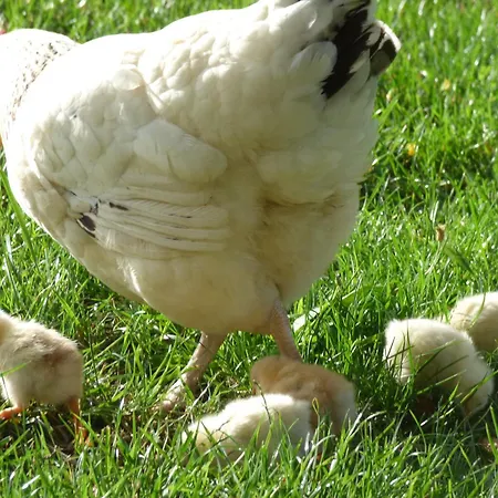 Дом отдыха Domaine De La Borde *